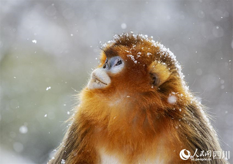 Adorables ! Les singes dorés au nez retroussé de la province du Sichuan descendent des montagnes « en groupe » et jouent dans la neige