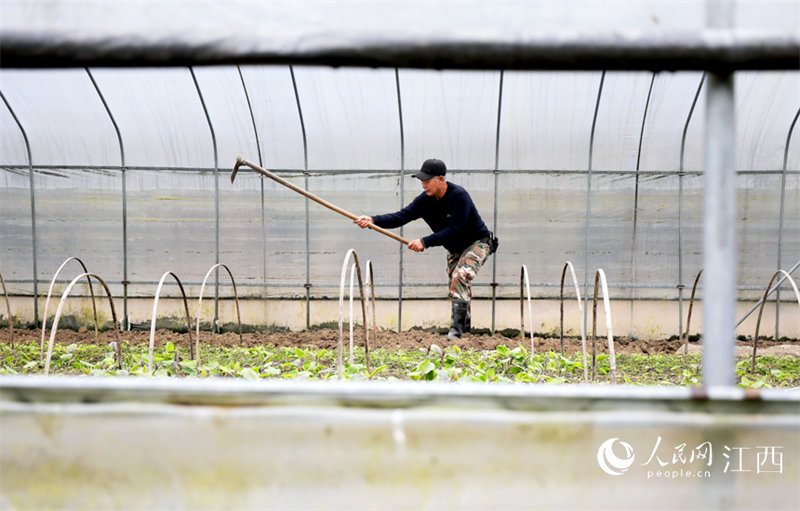 A Yifeng, dans la province du Jiangxi, les agriculteurs sont assidus et le printemps arrive tôt