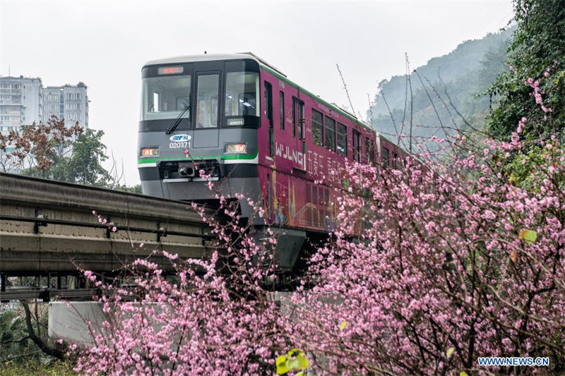 Chine : un train circule parmi des fleurs à Chongqing au printemps