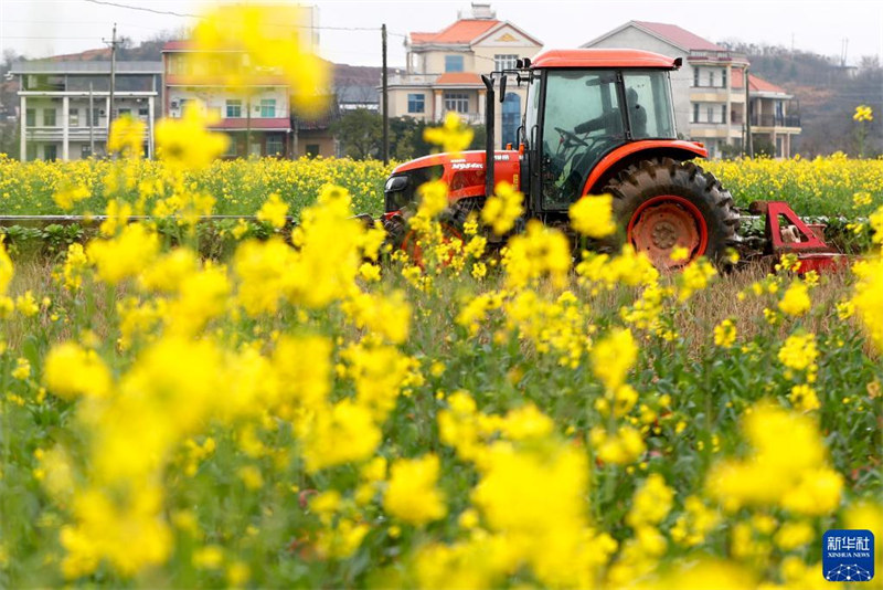 Des agriculteurs conduisent une machine agricole pour labourer une rizière dans le village de Taijiu, dans le canton de Taiyuan du comté de Hengyang, dans la province du Hunan (centre de la Chine), le 17 février 2022. (Photo / Cao Zhengping)