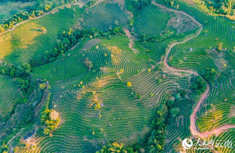 Yunnan : des dizaines de milliers de mu de thé nouveau poussent