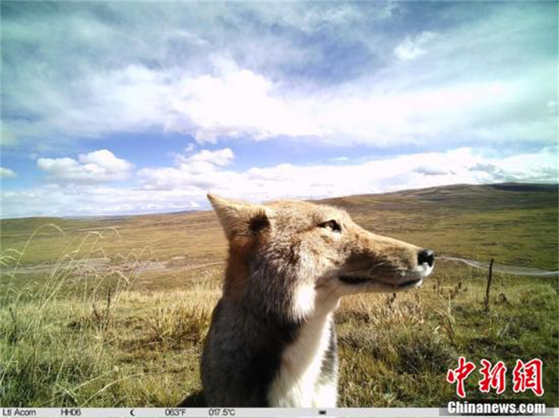 Les animaux sauvages du parc national de Sanjiangyuan sous les caméras infrarouges