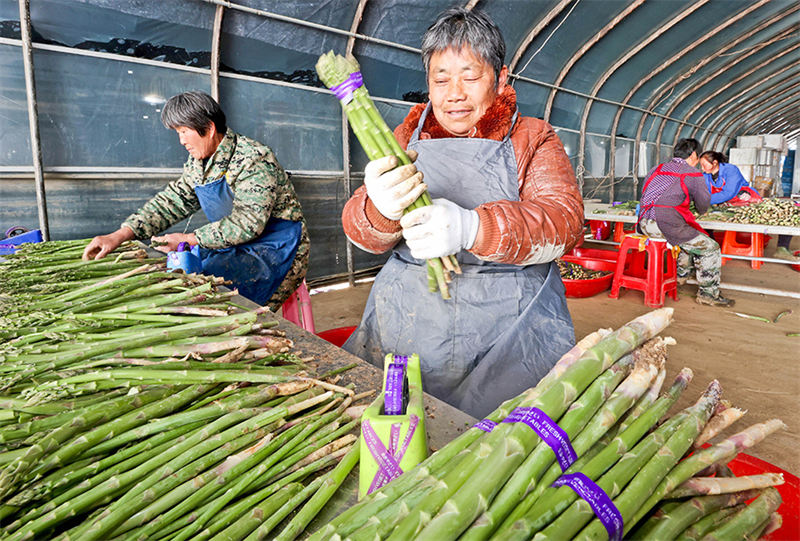 « Les cigales dorées et les asperges » saluent une récolte exceptionnelle dans la province de l'Anhui