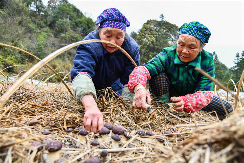 Guangxi : la saison de la cueillette du matsutaké a débuté à Jinxiu