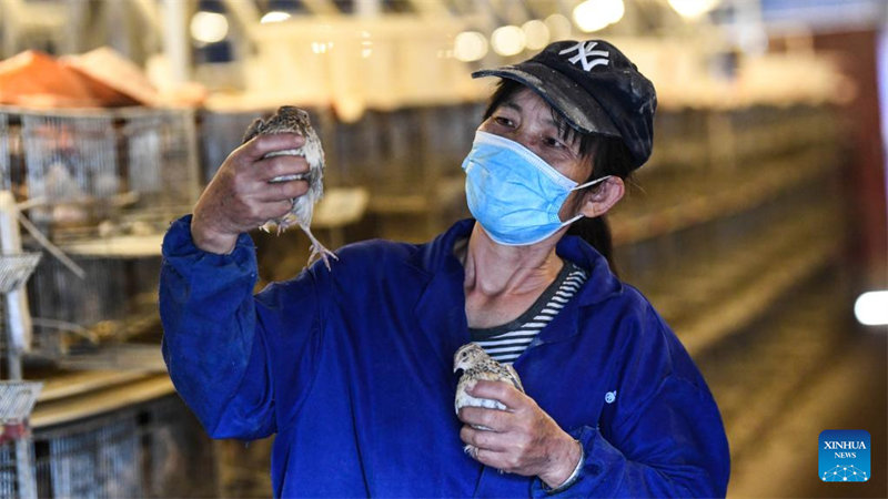 La revitalisation rurale dans le district de Liucheng, dans le Guangxi