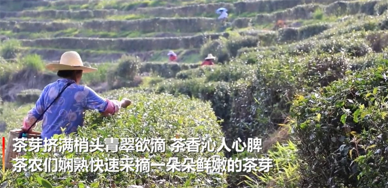 Jiangxi : la récolte et le traitement du thé de printemps à Dayu