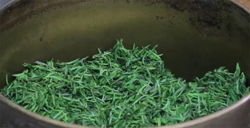 Jiangxi : la récolte et le traitement du thé de printemps à Dayu