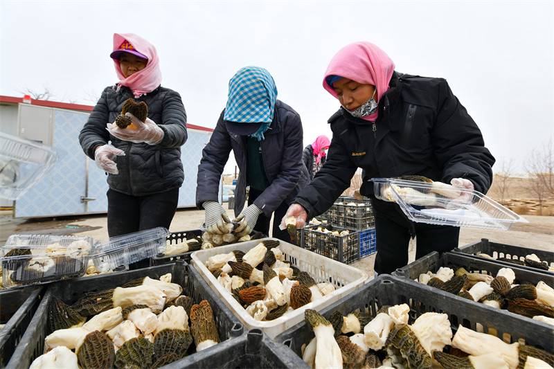 Hami, dans le Xinjiang : la culture de la morille stimule l'économie locale