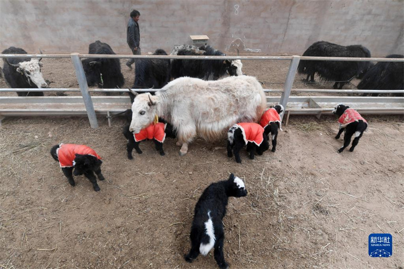 Les « bébés » yacks naissent en grand nombre sur le plateau du Qinghai