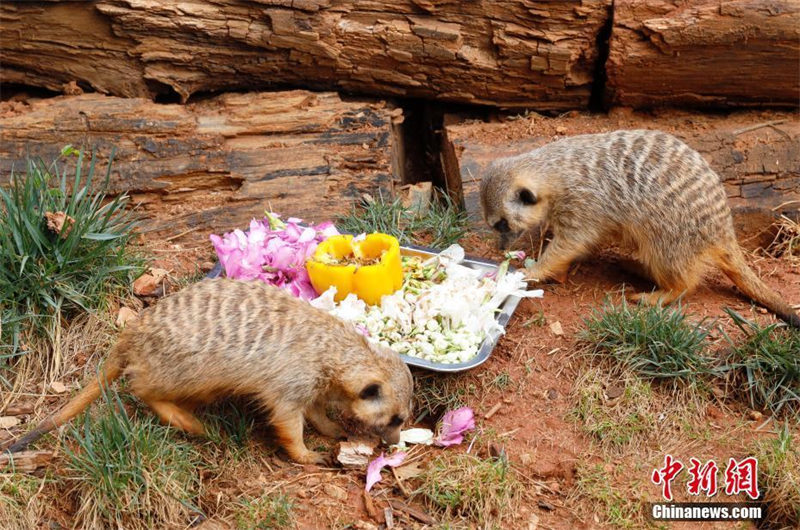 Yunnan : le parc animalier de Kunming nourrit les animaux avec des fleurs