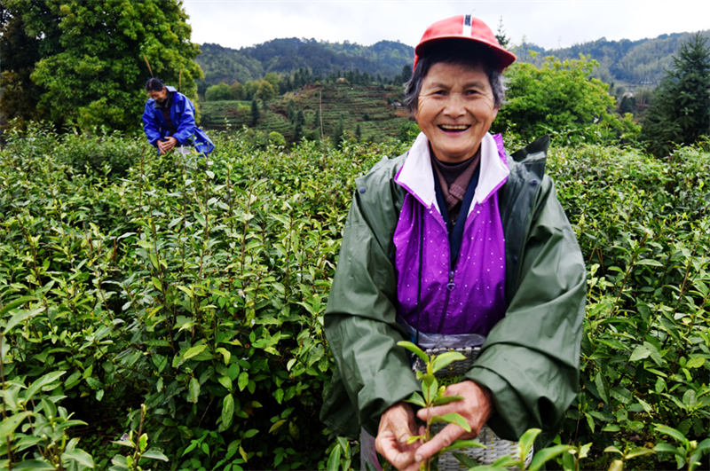Jiangxi : la cueillette du thé bat son plein