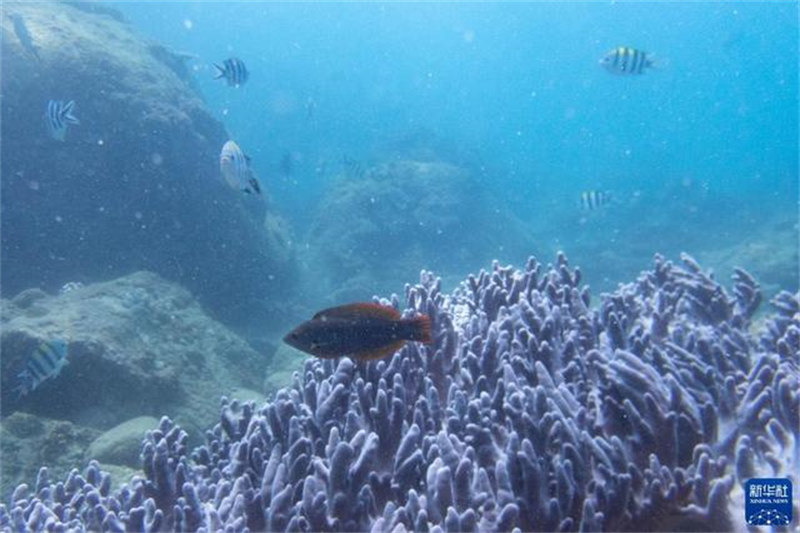 Hainan : Le taux de couverture corallienne dans les eaux de l'île de Wuzhizhou atteint 37 %