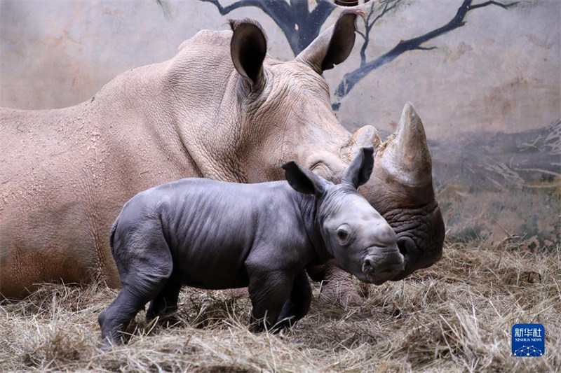 Un bébé rhinocéros est né dans le Parc Changlong de Guangzhou