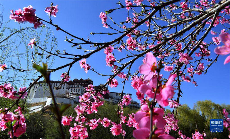 Tibet : Les fleurs en pleine éclosion autour du Palais du Potala de Lhassa