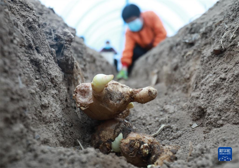Hebei : La plantation de gingembre en cours dans le comté de Zhao