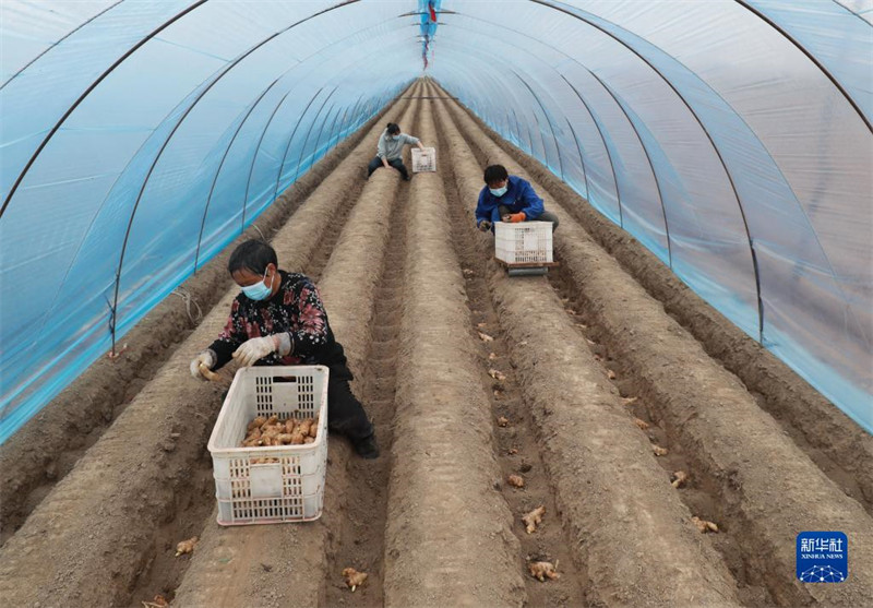 Hebei : La plantation de gingembre en cours dans le comté de Zhao