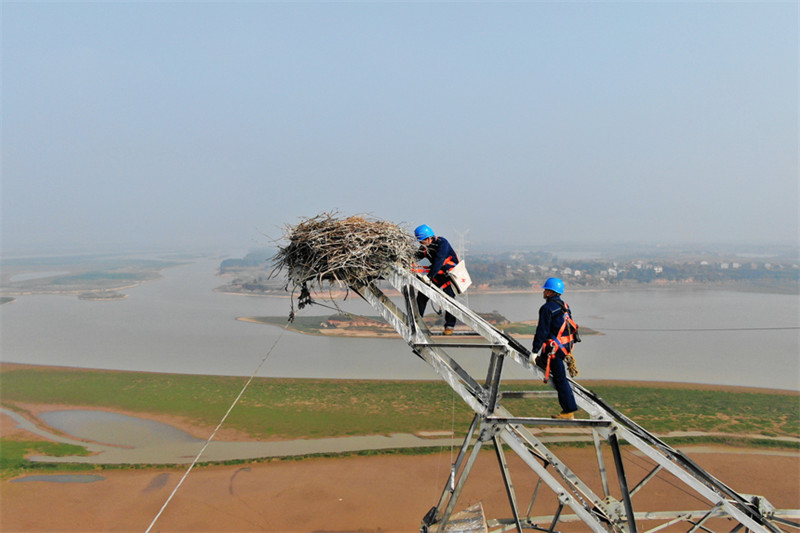 Jiangxi : la cigogne blanche orientale et le réseau électrique coexistent en harmonie