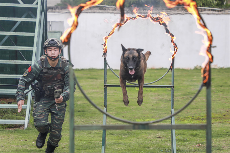 Guangxi : les formateurs de la police armée de Nanning effectuent un entraînement intensif avec des chiens de police