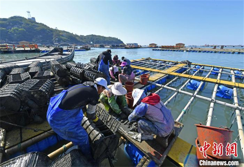 Fujian : la production bat son plein pendant la saison de la récolte des concombres de mer
