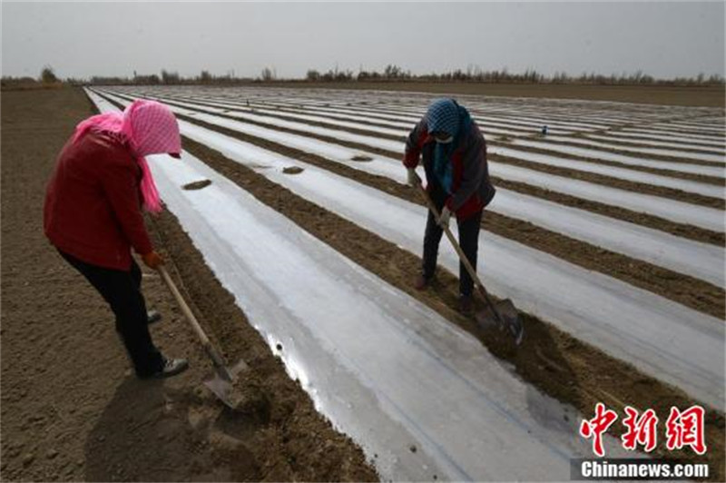 Le semis mécanisé d'un million de mu de coton dans un comté de coton du Xinjiang