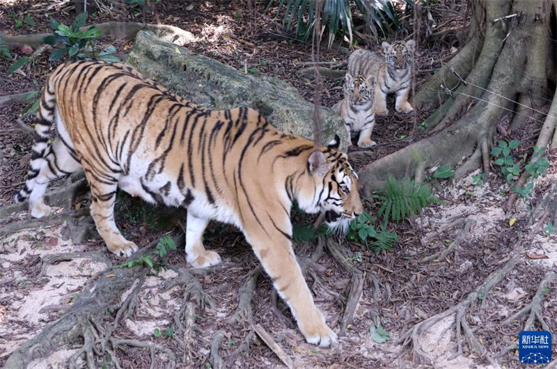 Une tigresse du Bengale accouche de quintuplés dans le parc animalier de Changlong à Guangzhou