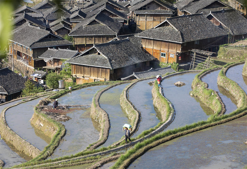Les cultures en terrasses à Congjiang, dans la province du Guizhou