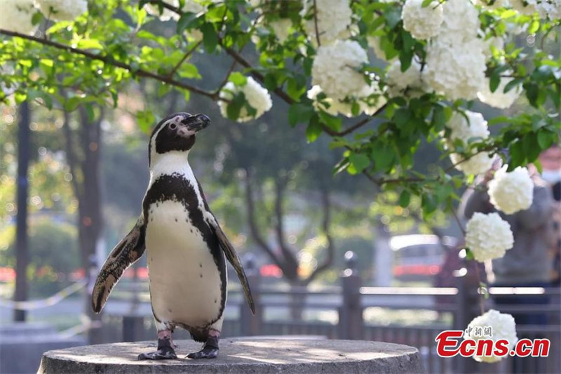 Jiangsu : les manchots de Humboldt profitent du soleil et des fleurs printanières à Nanjing