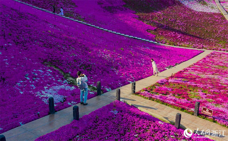Zhejiang : la floraison abondante des Phlox subulata dessine un tapis de fleurs pittoresque