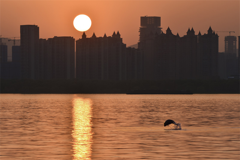 Nanjing : des marsouins aptères aperçus dans le fleuve du Yangtsé