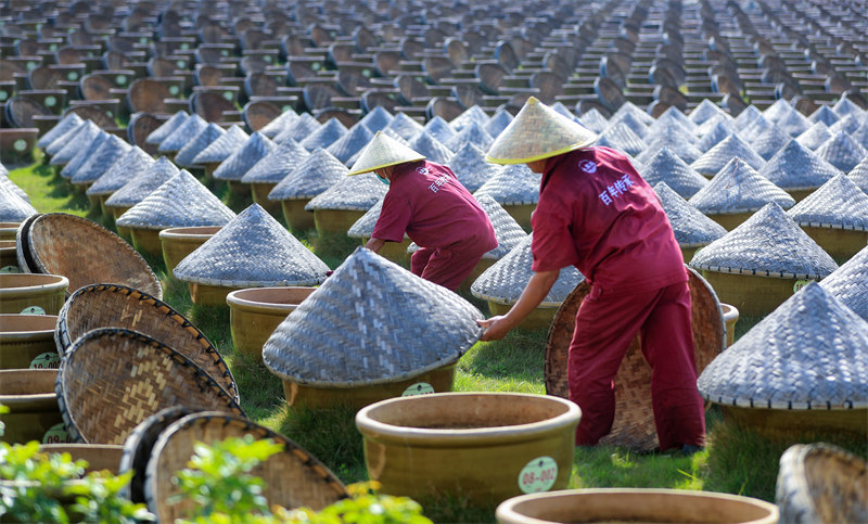 Sichuan : la production de sauce de soja sous le soleil du printemps à Luzhou