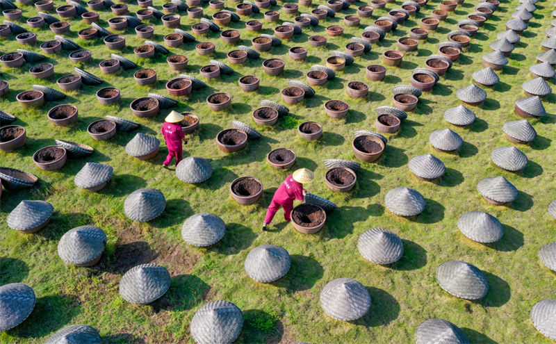 Sichuan : la production de sauce de soja sous le soleil du printemps à Luzhou