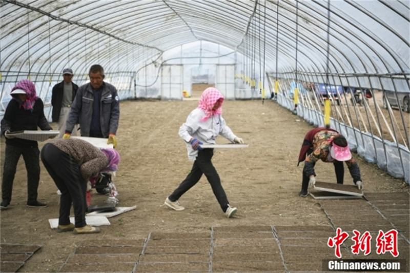 Tianjin commence la plantation d'essai de riz super tolérant au sel