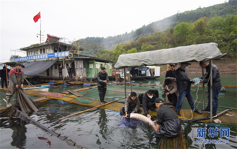 Des « papas des poissons » élèvent des espèces rares pour repeupler le Yangtsé