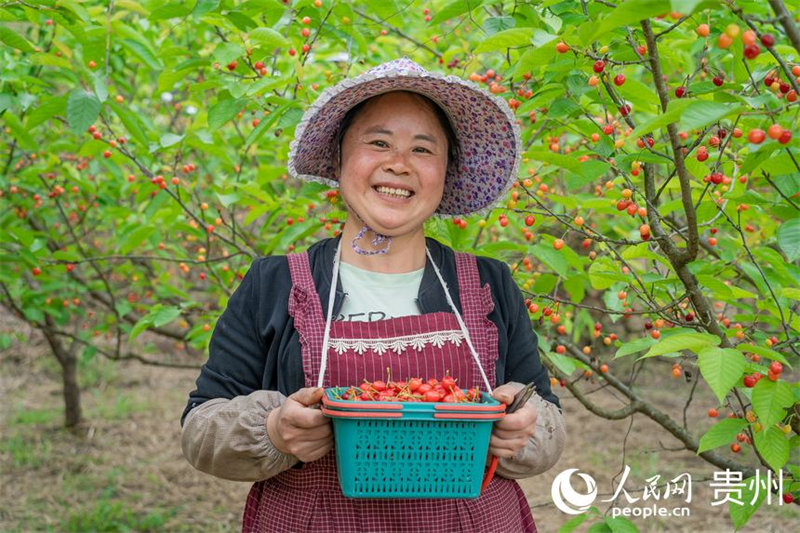 Guizhou : les cerises sont rouges et la vie est douce