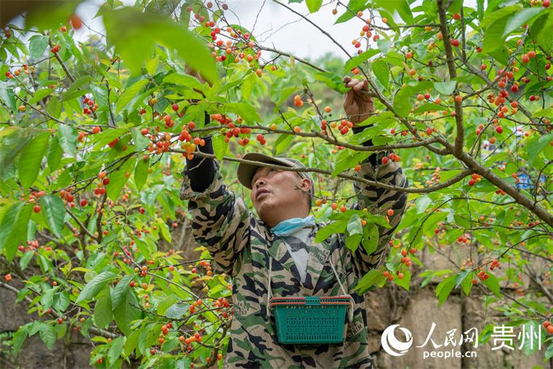 Guizhou : les cerises sont rouges et la vie est douce