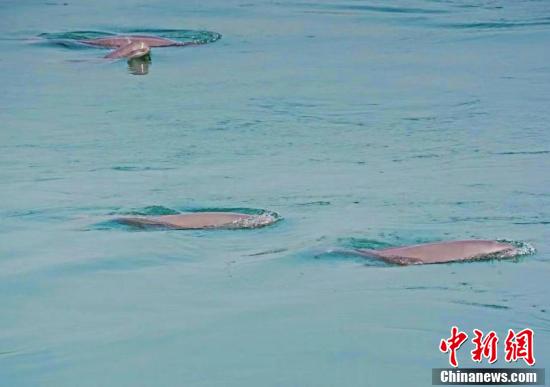 Hubei : six marsouins aptères vus nageant ensemble dans le fleuve Yangtsé
