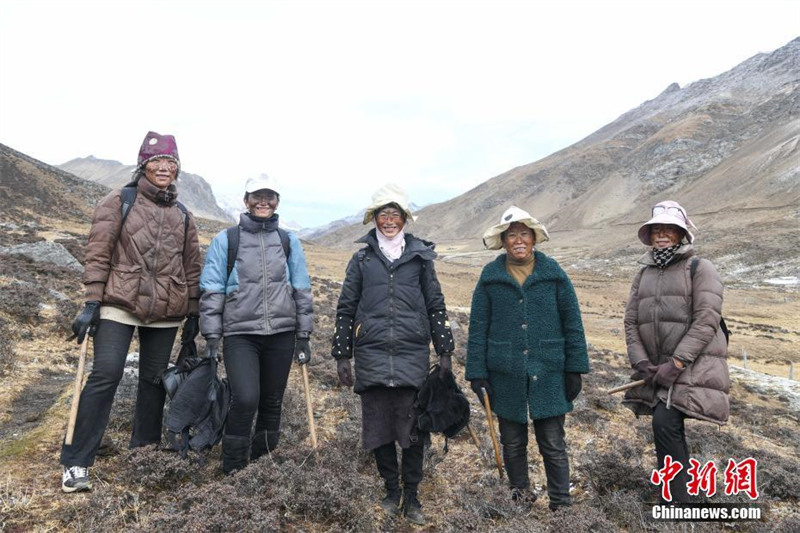 La cueillette des cordyceps a commencé au Tibet