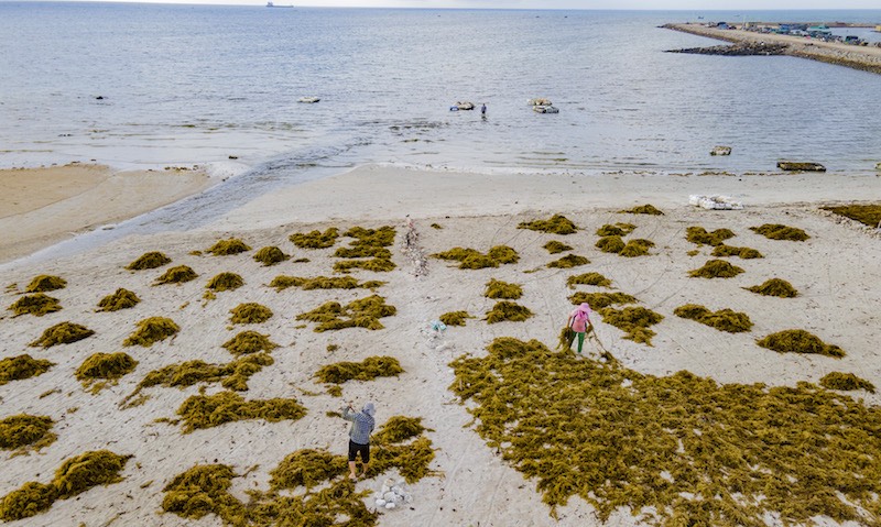 Hainan : le ramassage des sargasses sur les plages de Qionghai