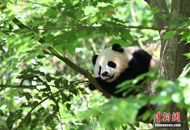 Un panda s'amuse sur un arbre dans le Sichuan