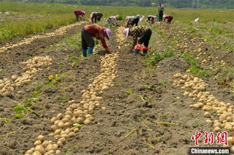 Le rendement de la nouvelle variété de pomme de terre « Minshu n° 5 » bat un record avec 3 692,8 kg par mu