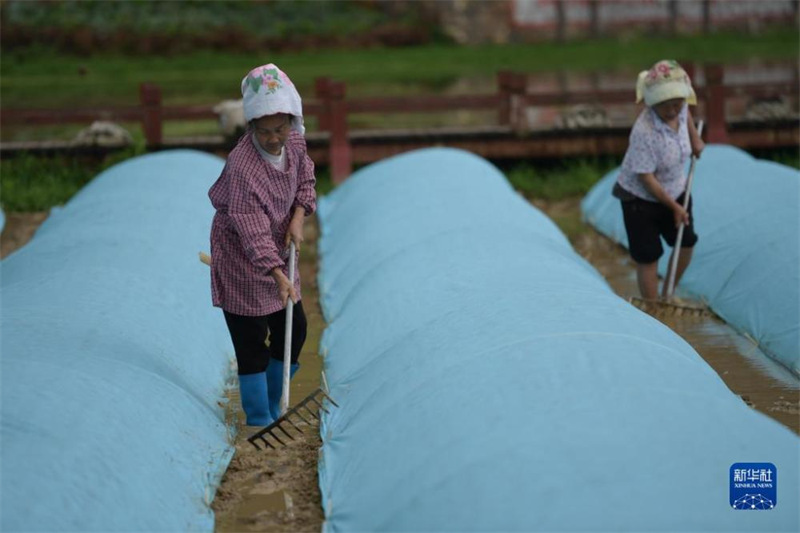 Guizhou : la culture du riz à la fin du printemps