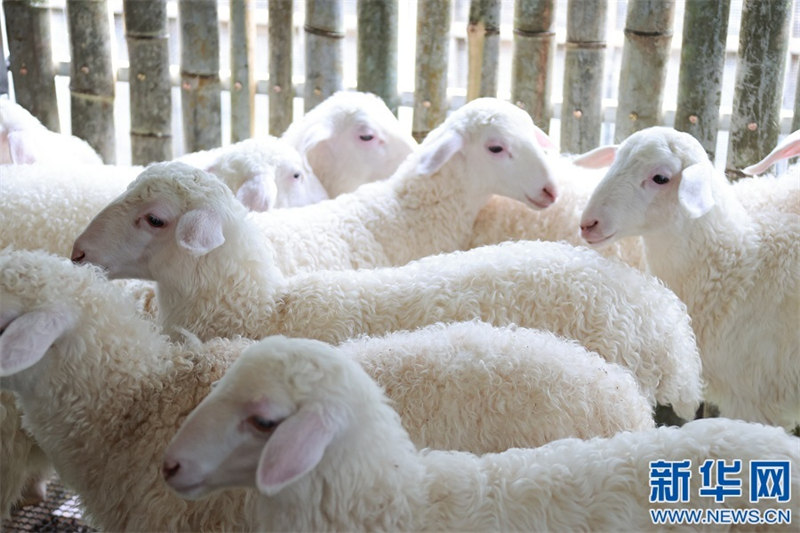 L'élevage des moutons donne un nouvel espoir d'enrichissement aux agriculteurs 