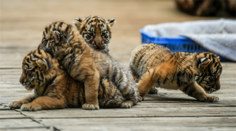 Chine : des quadruplés tigres de Sibérie dans un parc animalier au Yunnan