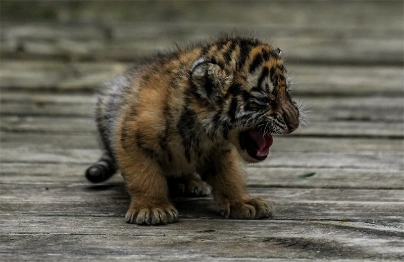 Chine : des quadruplés tigres de Sibérie dans un parc animalier au Yunnan