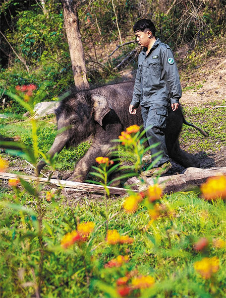 Les efforts de conservation du centre de secours de Xishuangbanna portent leurs fruits