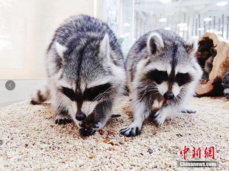 De rares sextuplés de ratons laveurs nés à Wuhan
