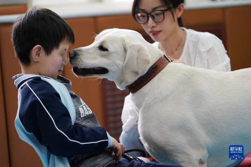 Les chiens d'aveugle réinsérés offrent des soins attentifs aux enfants autistes