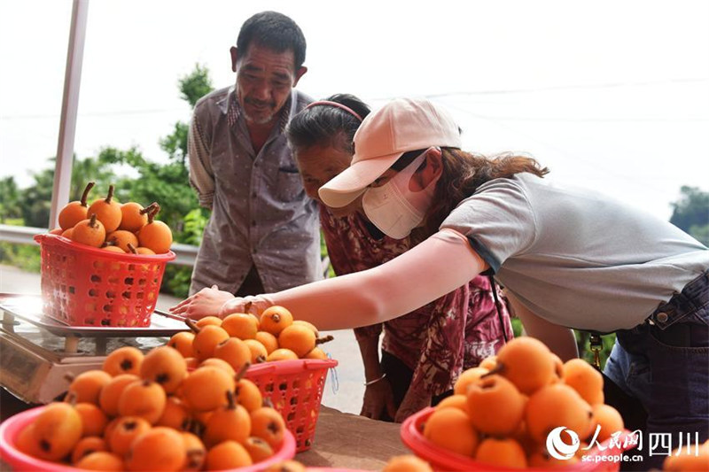 Sichuan : les néfliers sont couverts de fruits à Neijiang