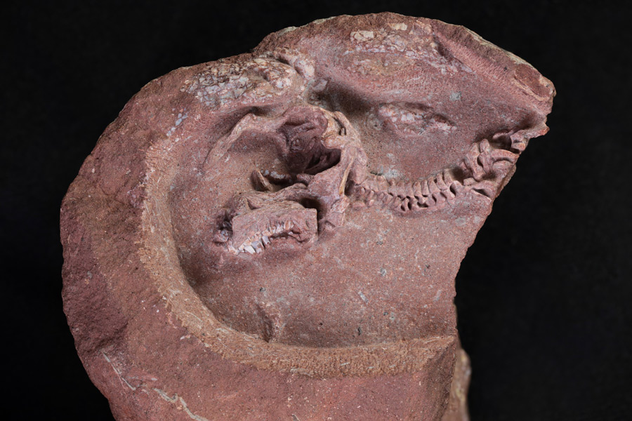 Les fossiles d'embryons d'hadrosaurus les mieux conservés au monde découverts dans le sud-est de la Chine