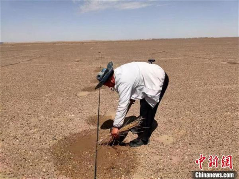 Mongolie intérieure : naguère stérile, la bannière d'Ejine est aujourd'hui devenue une oasis verte